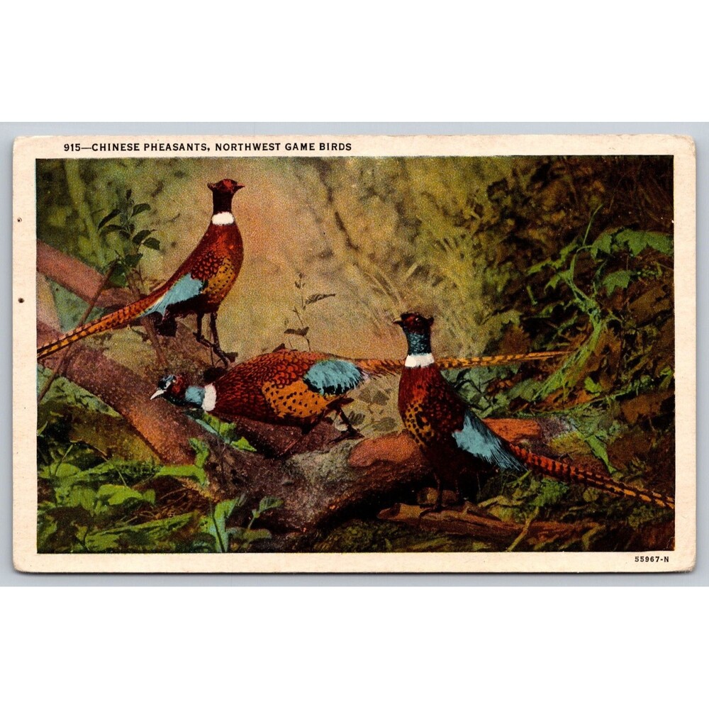 Vtg Postcard Chinese Pheasants Northwest Game Birds Wesley Andrews Portland OR